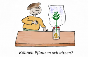 Paco-Können_Pflanzen_schwitzen