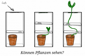 Paco-Können_Pflanzen_sehen