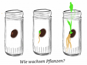 Paco-Wie_wachsen_Pflanzen